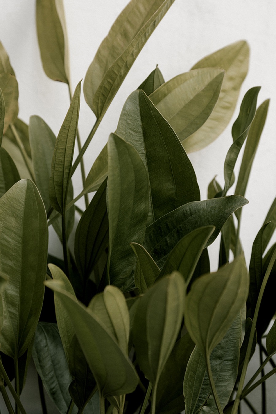 Creative design work at Mino Design and Digital